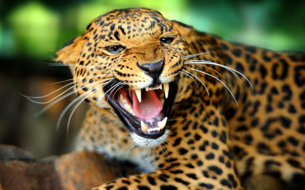 Fierce Cheetah Wallpaper: Intense Predator with Sharp Teeth