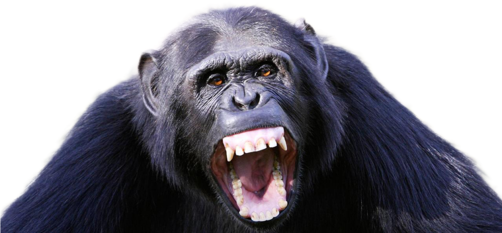 Fierce Chimpanzee Wallpaper: Aggressive Expression & Striking Presence