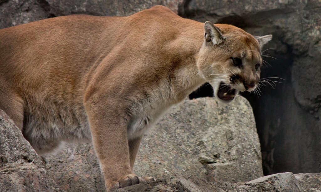 Fierce Cougar Wallpaper: Intense Wild Cat on Rugged Background