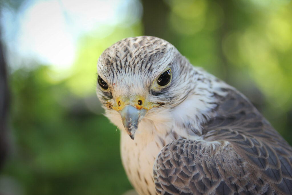 Close-up of a falcon with sharp eyes and detailed feathers against soft green background wallpaper