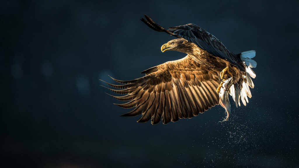 Flight of Freedom: Eagle Caught in Mid-Flap Wallpaper