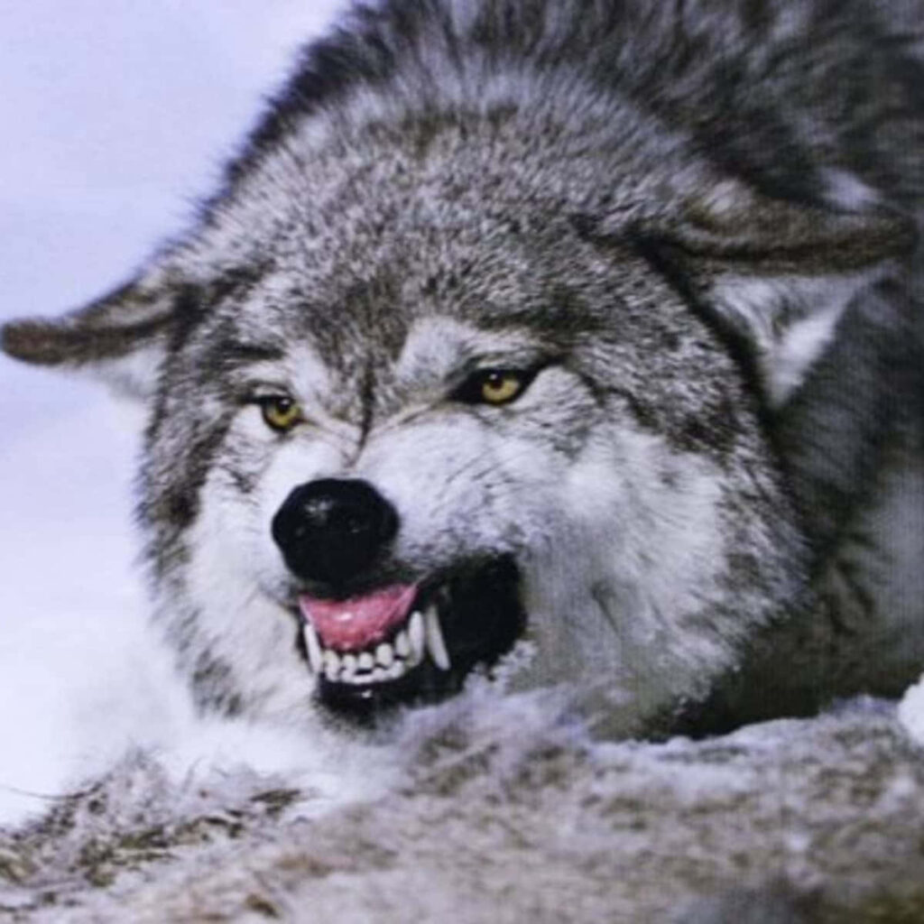 Intense Gray Wolf Wallpaper: Majestic Fur & Night-Like Background