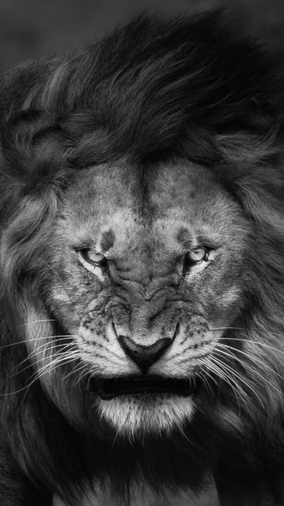 Intense Grayscale Lion Wallpaper: Majestic & Dramatic Background