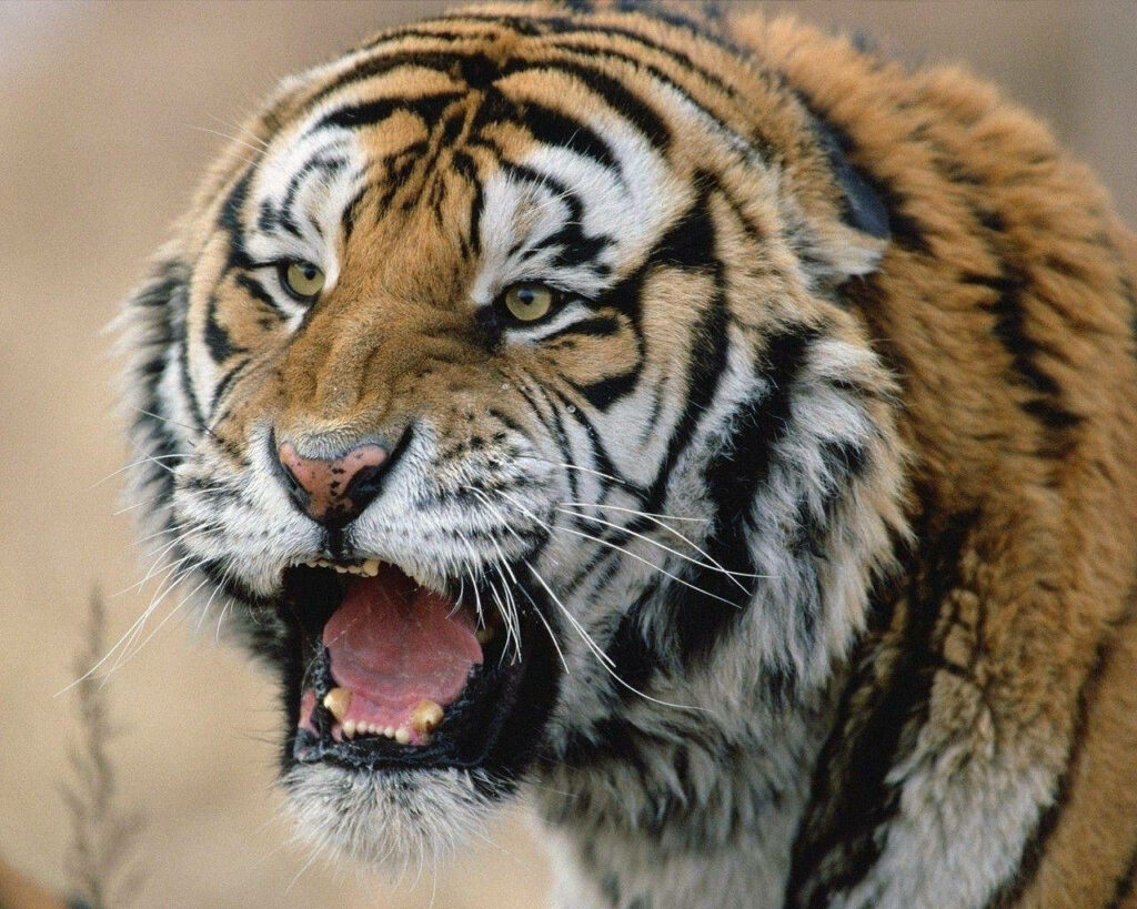 Fierce Growling Tiger Close-Up Wallpaper - Strength & Wild Beauty
