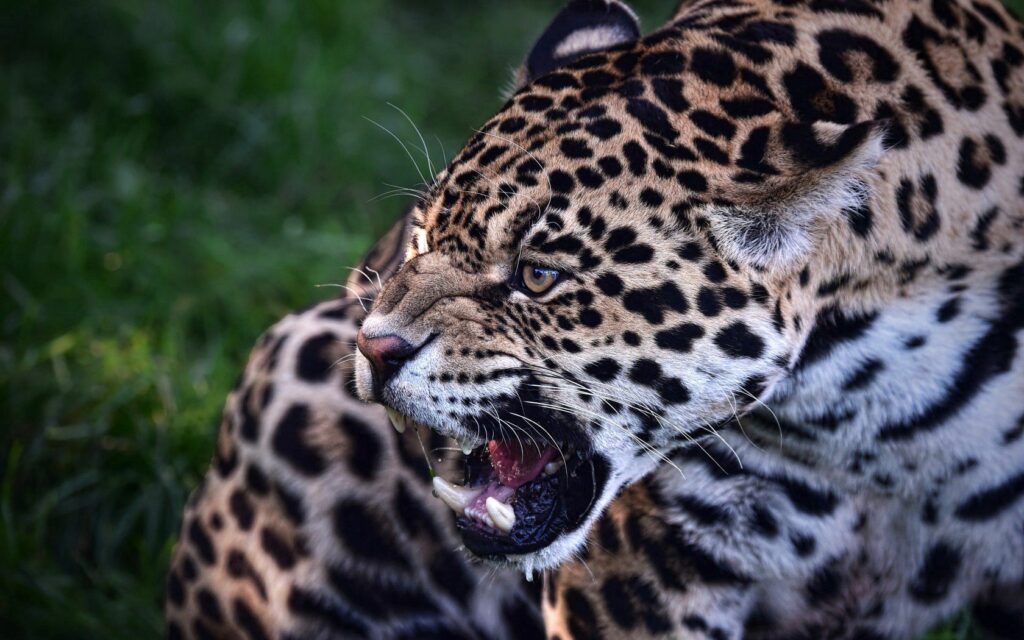 Fierce Jaguar Wallpaper: Snarling Predator in Lush Green Background