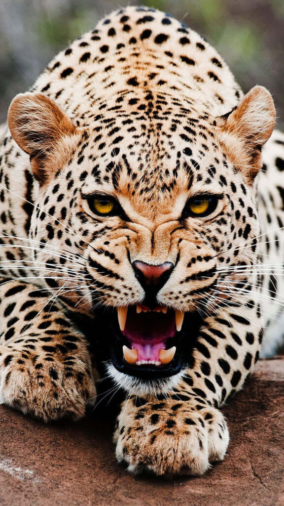 Fierce leopard crouching on rock baring sharp teeth with golden eyes and black spots close up Wallpaper