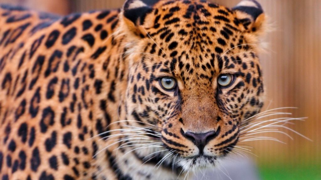 Vivid Leopard Wallpaper: Intense Gaze & Spotted Fur Background