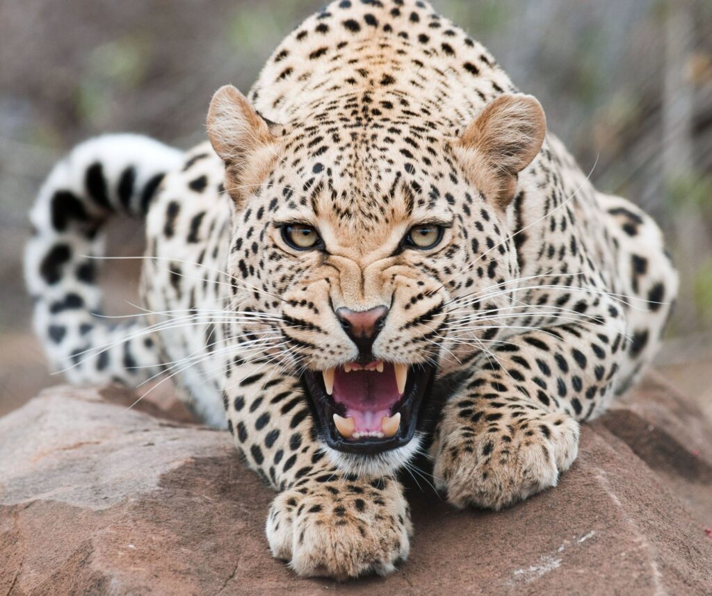 Fierce Leopard Wallpaper: Stunning Close-Up of Wildlife Beauty