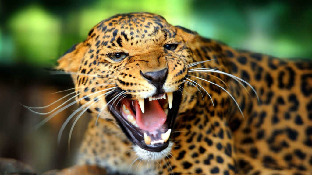 Fierce Leopard Growl Wallpaper: Power & Majesty in Nature