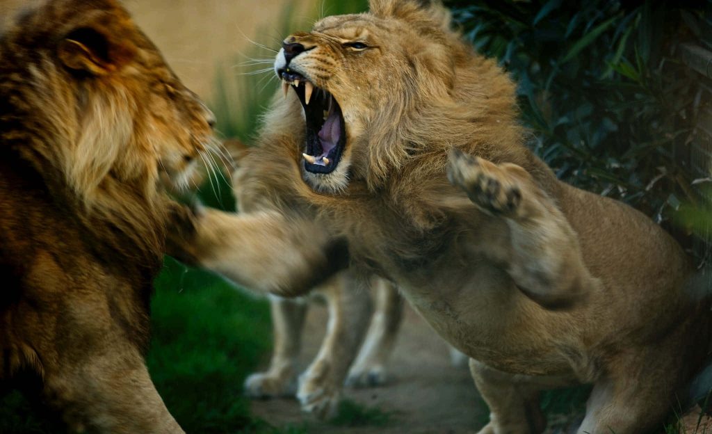 Two male lions fiercely fighting with roaring predator mid-swipe wildlife wallpaper background