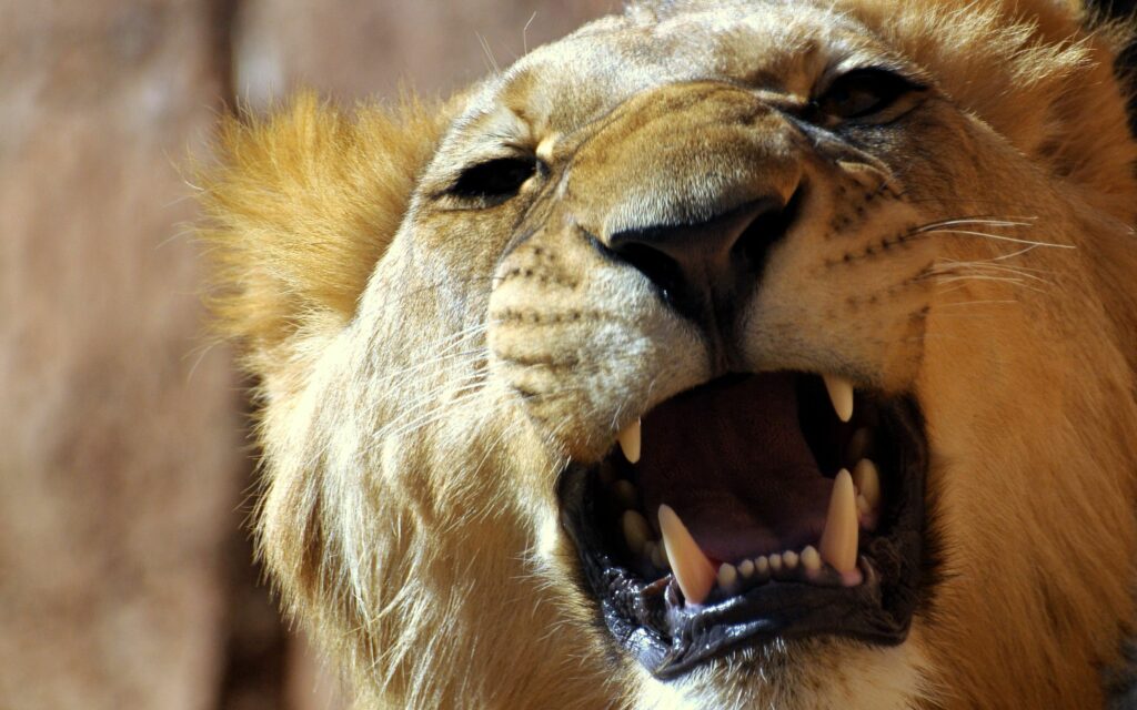 Fierce Lion Close-Up Wallpaper: Anger and Majesty at 2560x1600