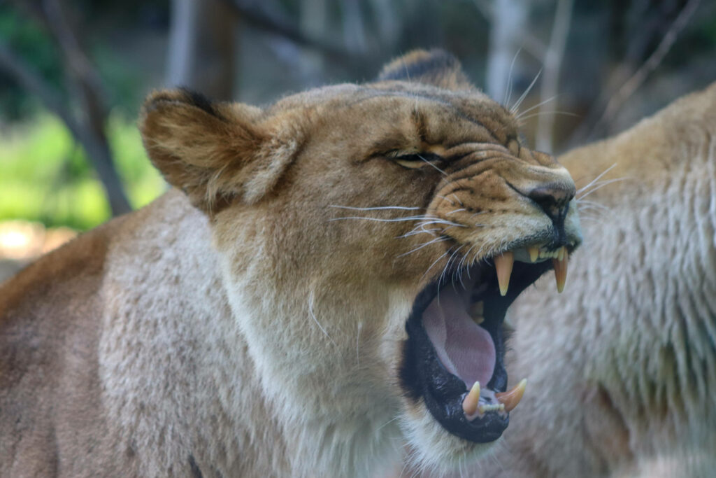 Fierce Lion Roaring Wallpaper - Stunning Nature Background Art