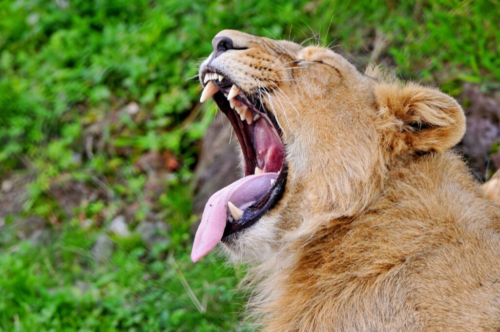 Vibrant Lion Profile: Aggressive Stance Against Lush Green Background Wallpaper