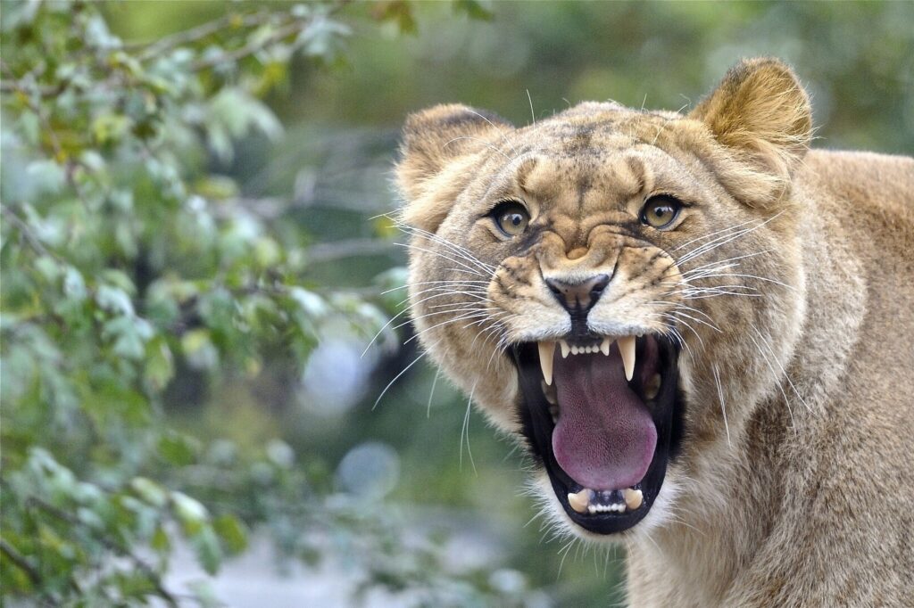 Fierce Lion Roaring Amid Lush Greenery - Wild Animal Wallpaper