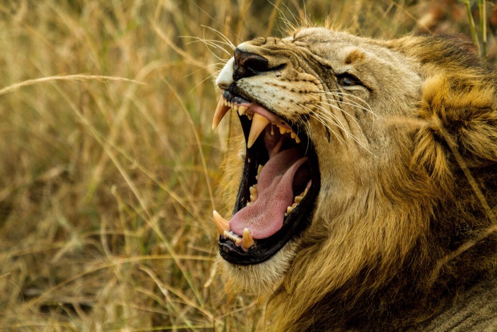 Fierce Lion with Fangs in Dramatic Natural Grass Background Wallpaper