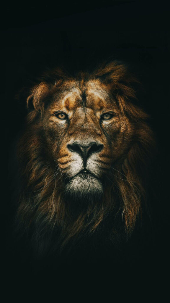 Fierce Lion iPhone Wallpaper: Unleash Your Inner Beast