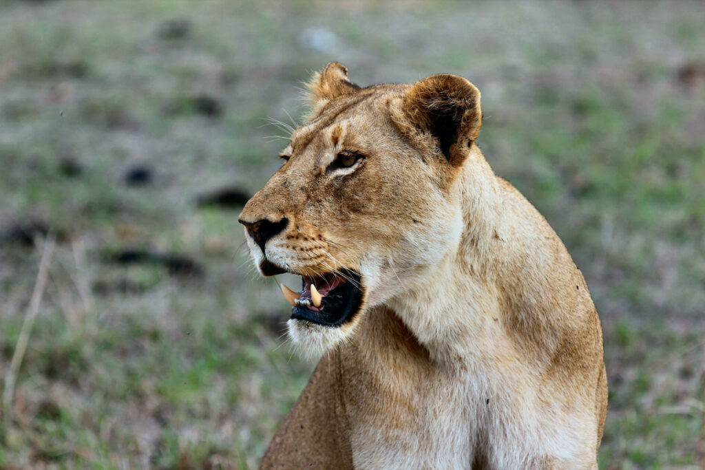 Fierce Lioness Growling Wallpaper - Intense Nature Background
