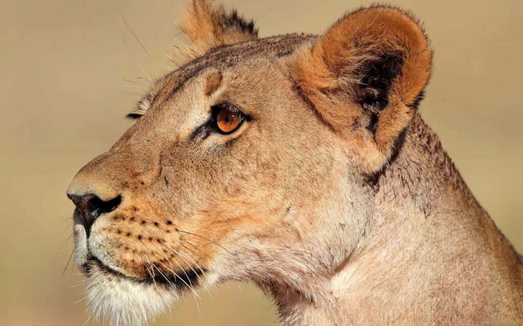Fierce Lioness Profile Wallpaper: Majestic Strength in Soft Background