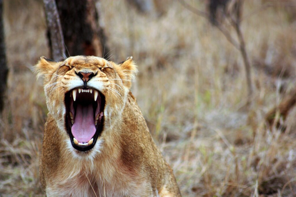 Fierce Lioness in Aggression: Majestic Predator Wallpaper Background
