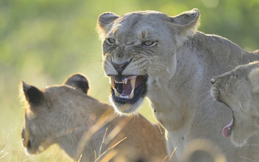 Fierce Lioness Displaying Teeth - Stunning 2560x1600 Wild Wallpaper