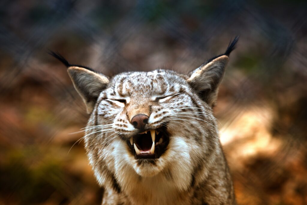 Fierce Lynx Portrait Wallpaper: Stunning High-Res Predator Image