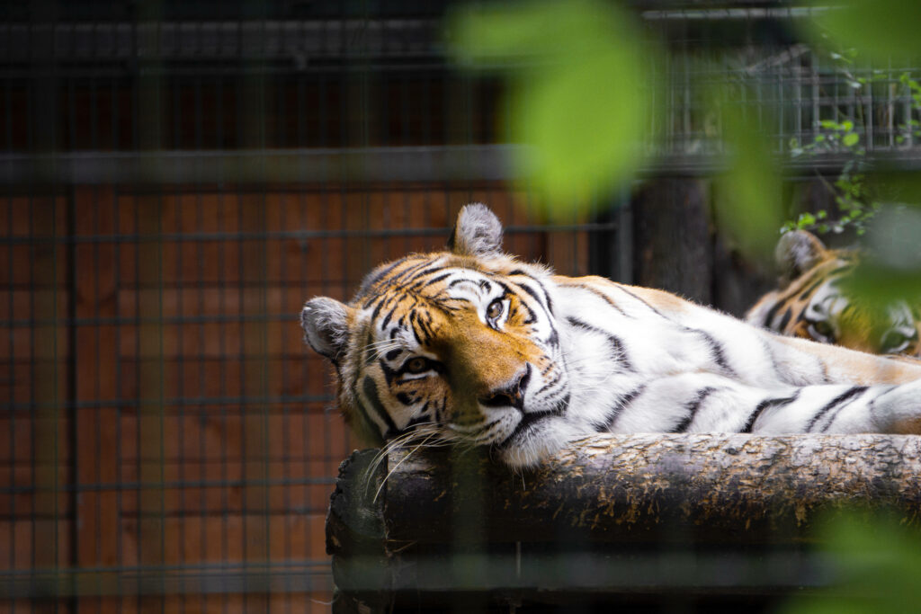 Caged Majesty: Captivating Tiger Resting in Striking iPhone Wallpaper
