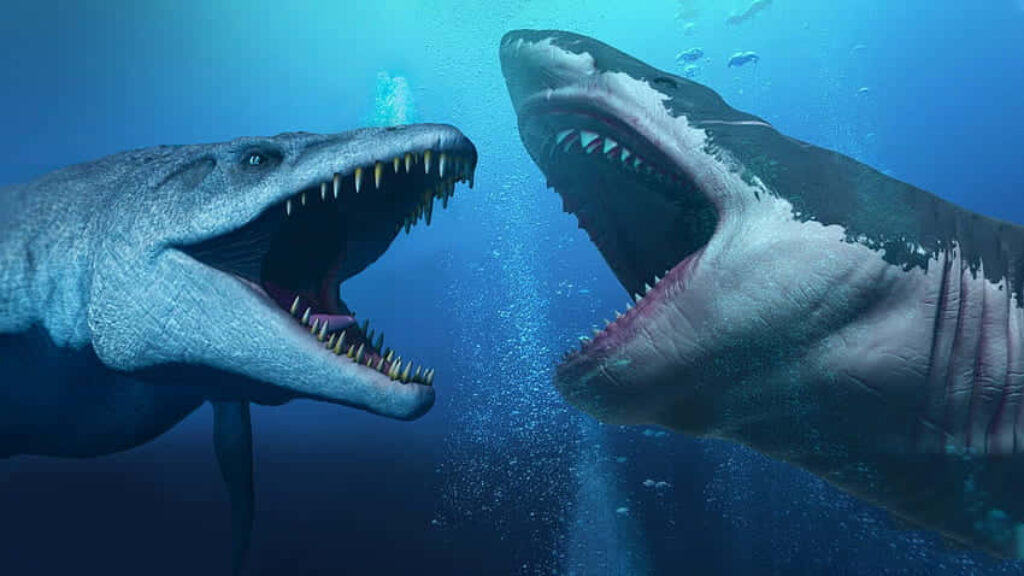 Underwater Clash: Roaring Megalodon vs. Alligator Wallpaper Background