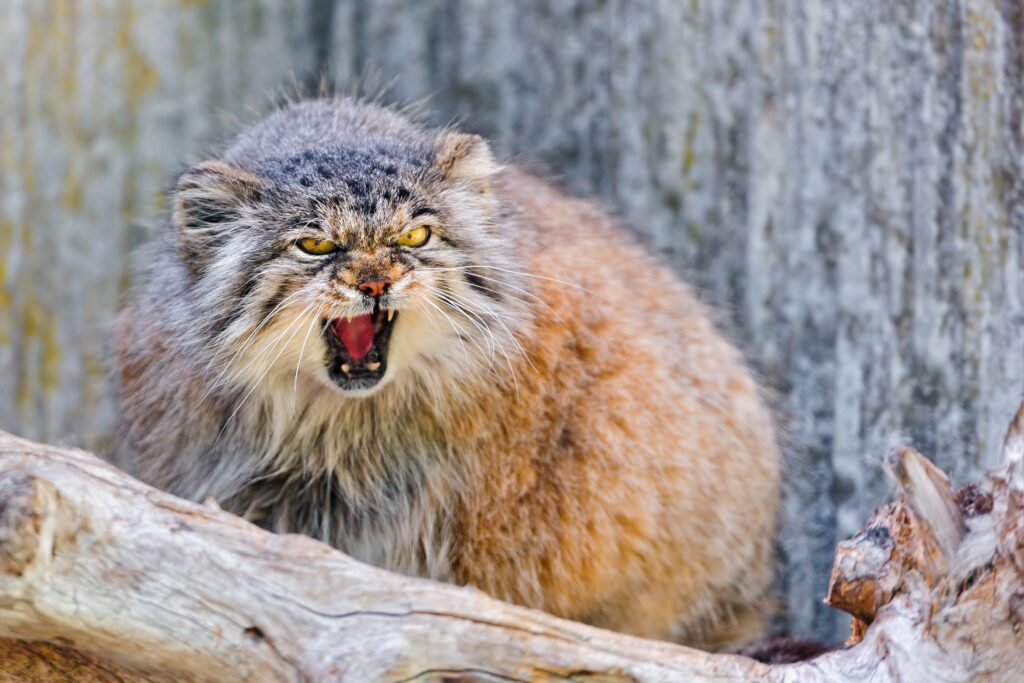 Fierce Pallas's Cat on Branch: Wild Wallpaper Background