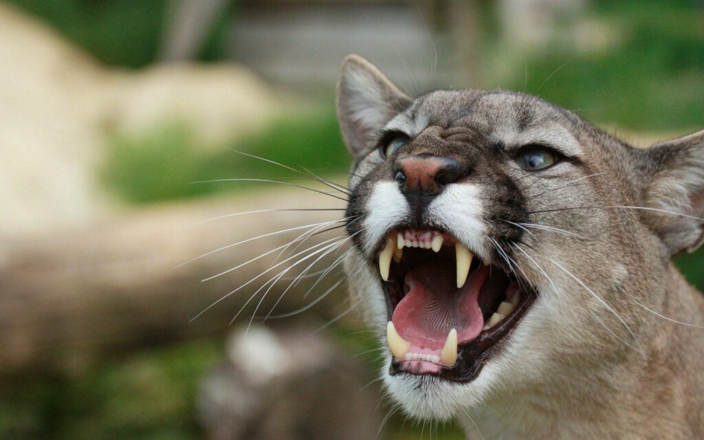 Intense Puma Close-Up: Sharp Teeth & Aggression in Nature Wallpaper