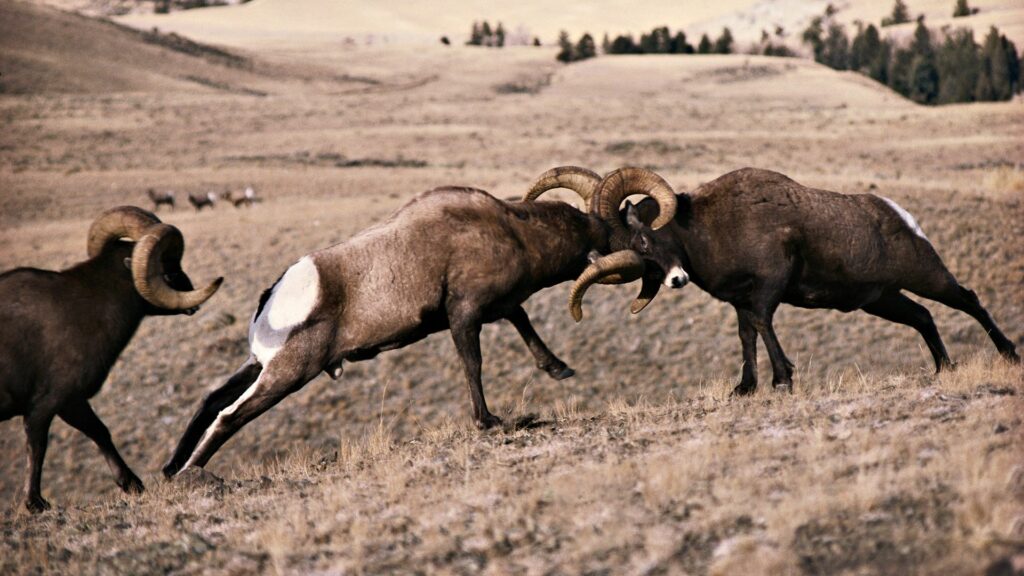 Fierce Rams Battle Wallpaper - Dramatic 1920x1080 Landscape Background