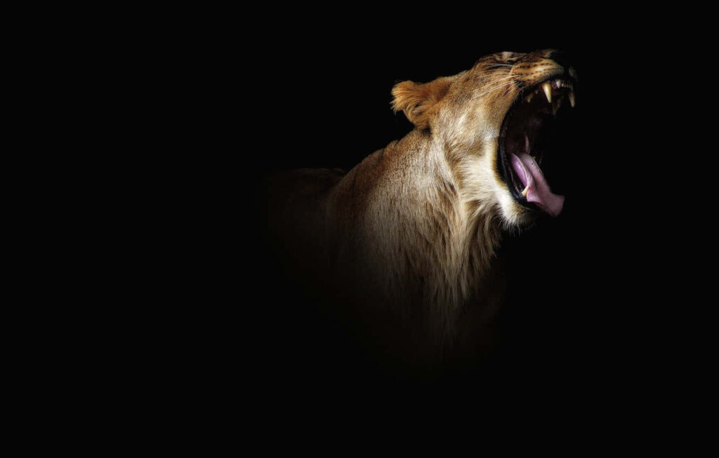 Dramatic Lion Wallpaper: Fierce Roar in Dark Contrast