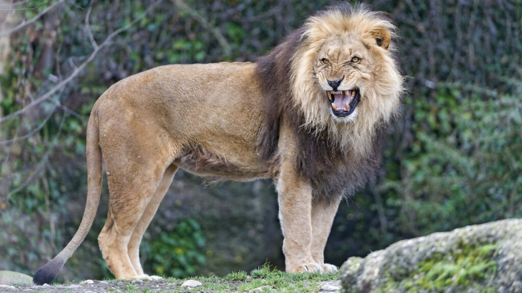 Fierce Roaring Lion Wallpaper Against Lush Green Background