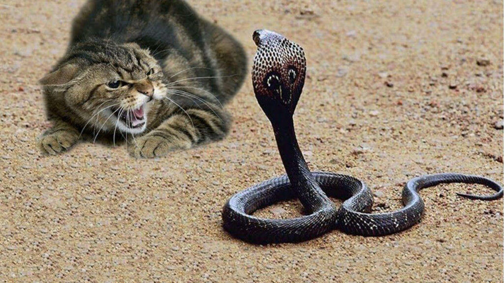 Fierce Tabby Cat vs Black Cobra Wallpaper: Nature's Dramatic Standoff