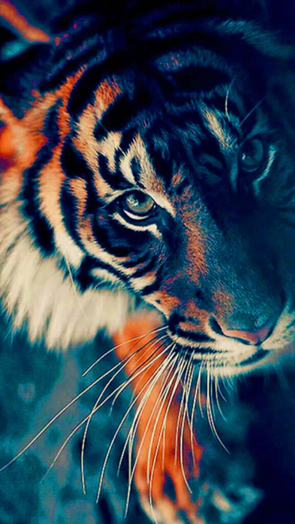 Fierce Tiger Close-Up Wallpaper: Wild Aesthetic for Mobile Background