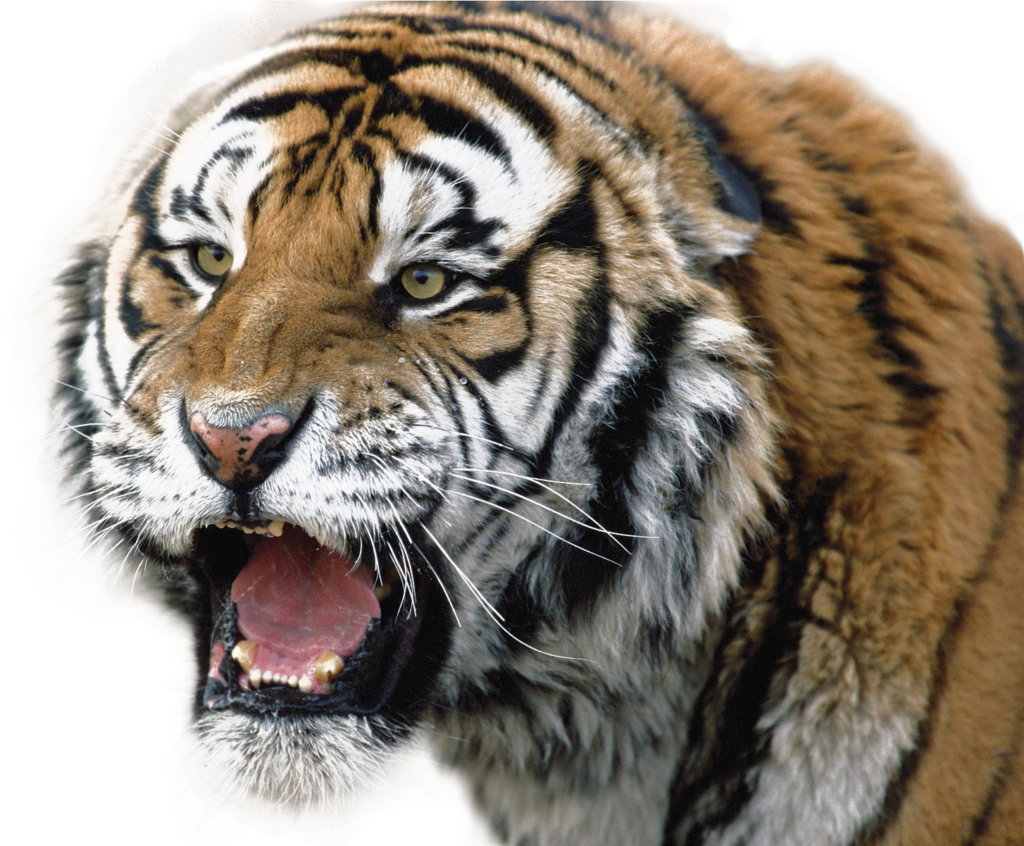 Fierce Tiger Close-Up Wallpaper: Intense Expression & Sharp Details