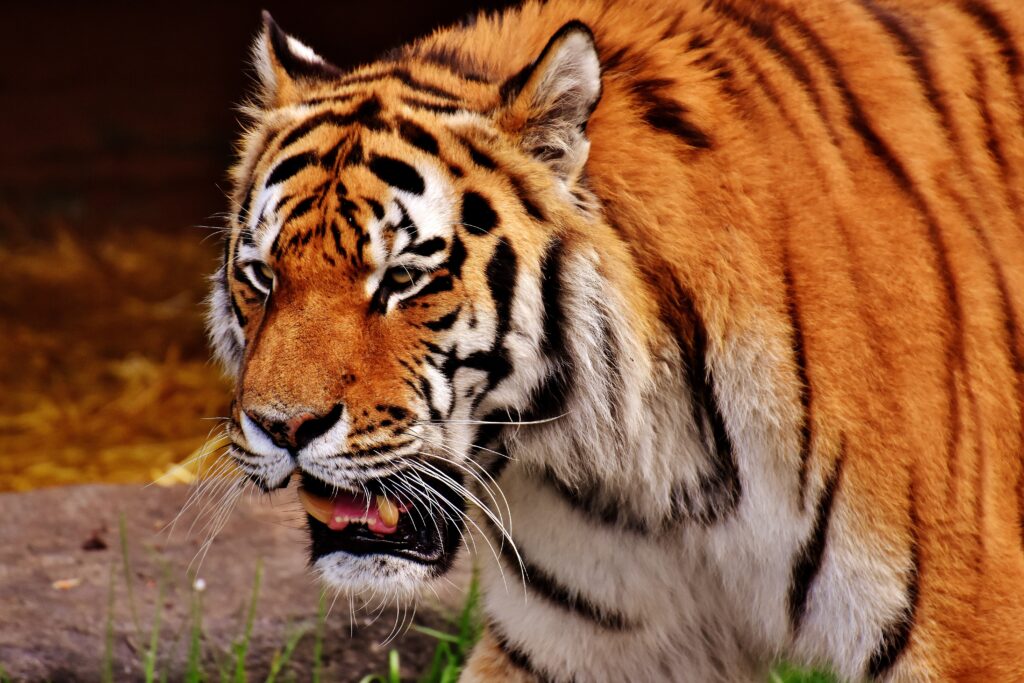 Close-Up Tiger Wallpaper: Fierce Muzzle & Intense Predatory Nature