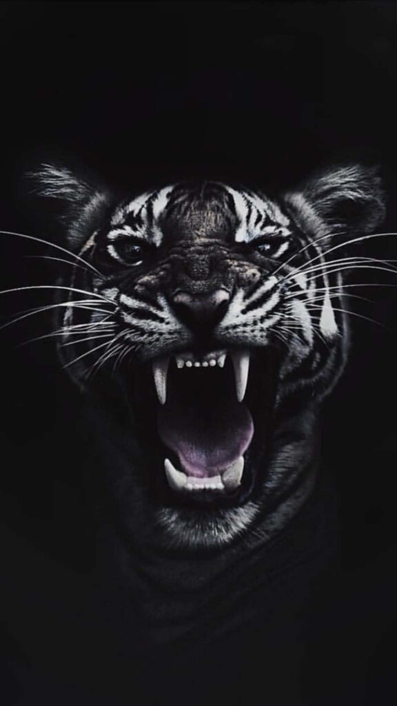 Fierce Tiger Face Wallpaper: Intense Eyes & Sharp Teeth in Darkness