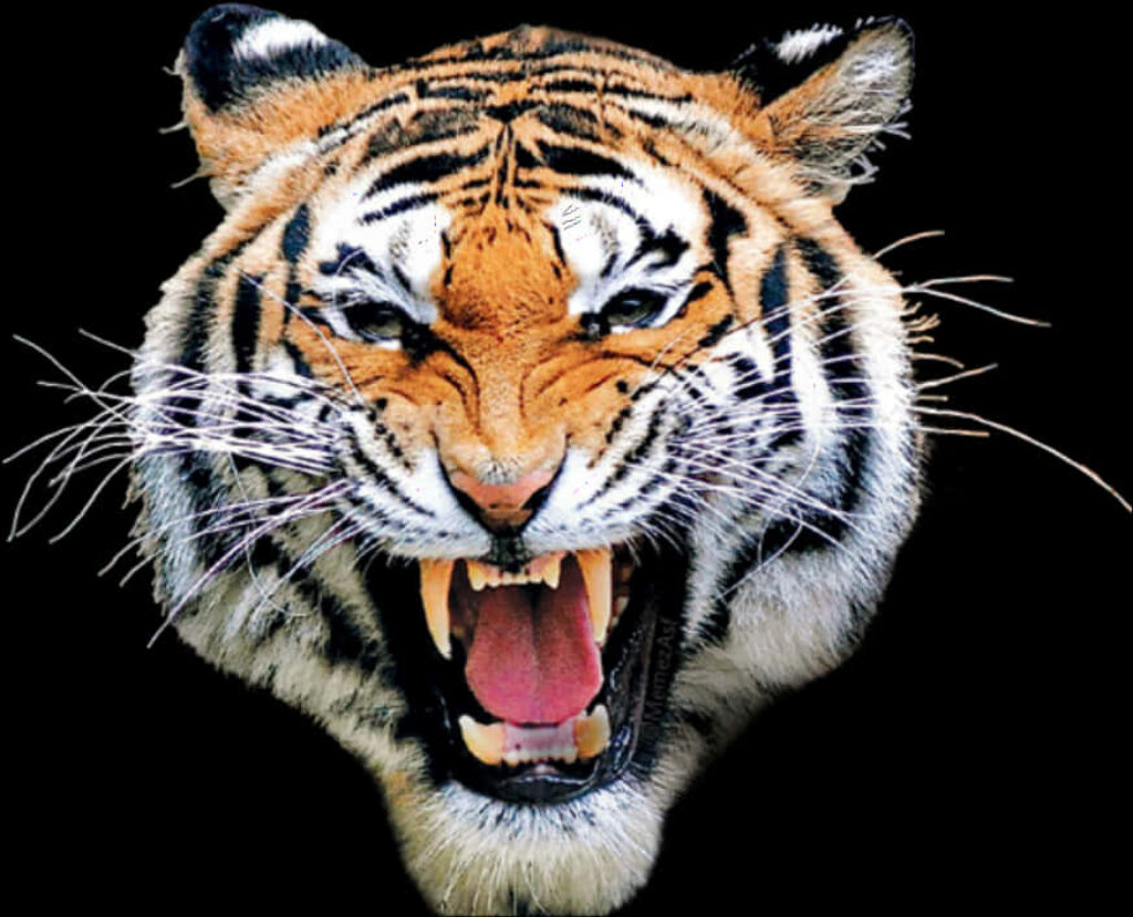 Fierce Tiger Roaring Wallpaper on Black Background - Stunning Detail