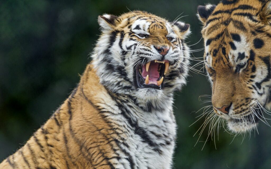 Fierce Tigers Wallpaper: Aggressive Predator on Dark Background
