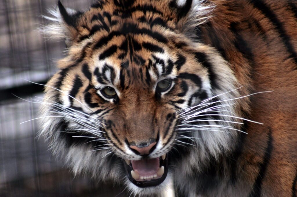 Fierce Tiger Wallpaper: Close-Up of a Majestic Predator's Gaze