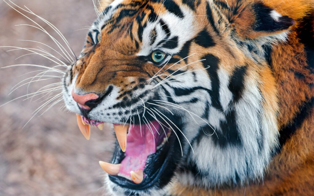 Fierce Tiger Close-Up Wallpaper: Intense Eyes & Sharp Teeth