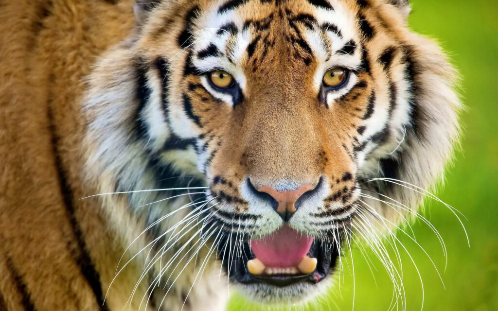 Fierce Tiger Gaze Wallpaper - Intense Predator on Blurred Green Background