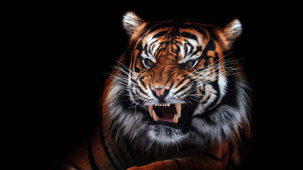 Fierce Tiger Wallpaper: Aggressive Energy on Dark Background