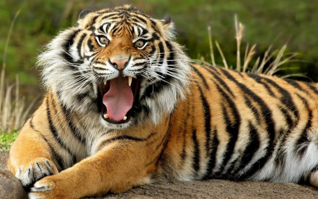 Majestic Tiger Wallpaper: Fierce Expression & Striking Stripes
