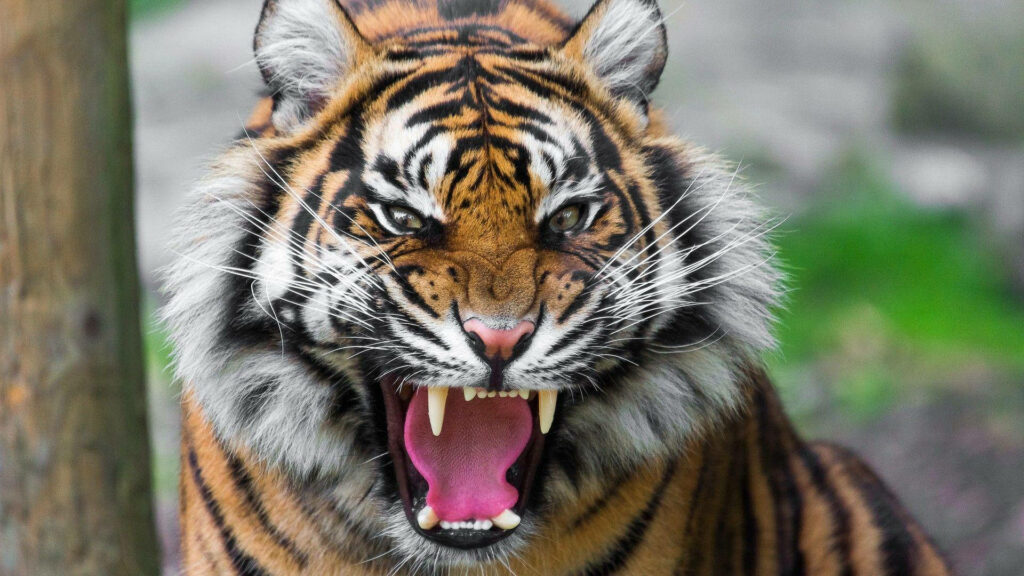 Fierce Tiger Wallpaper: Majestic Image with Sharp Teeth & Vivid Detail