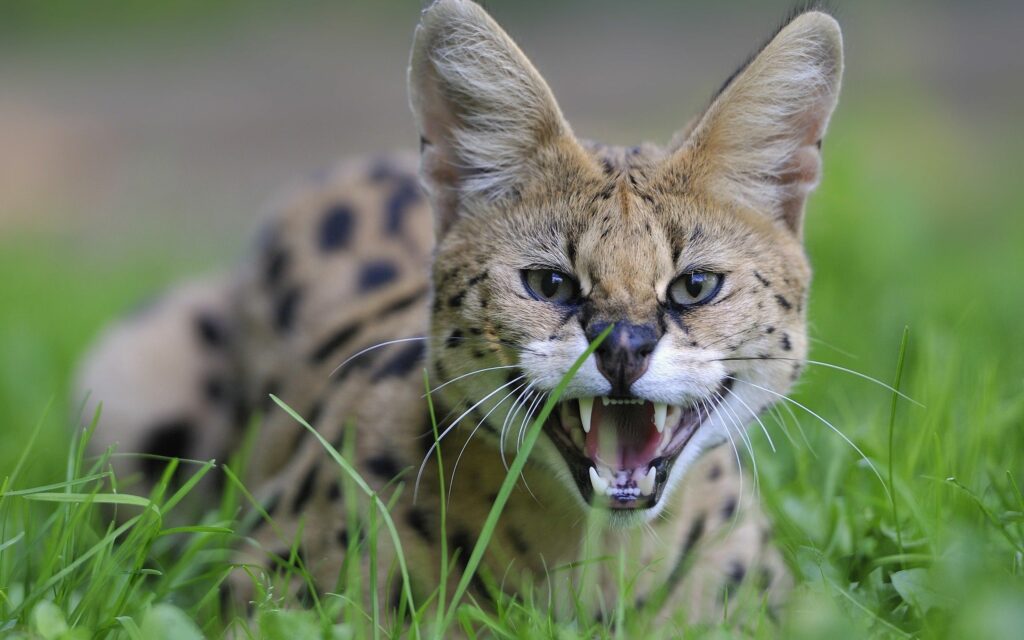 Fierce Wild Cat Wallpaper: Sharp Teeth & Vivid Green Grass Background