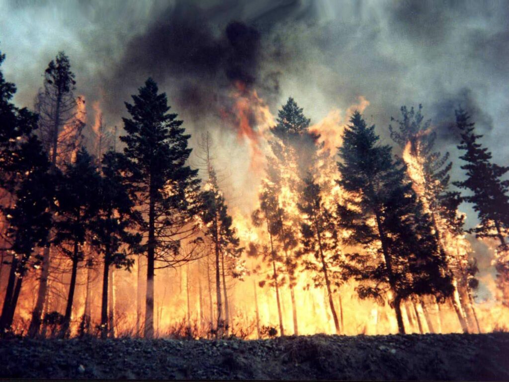 Fierce wildfire blazing through dense forest with dark trees and smoky sky dramatic wallpaper background