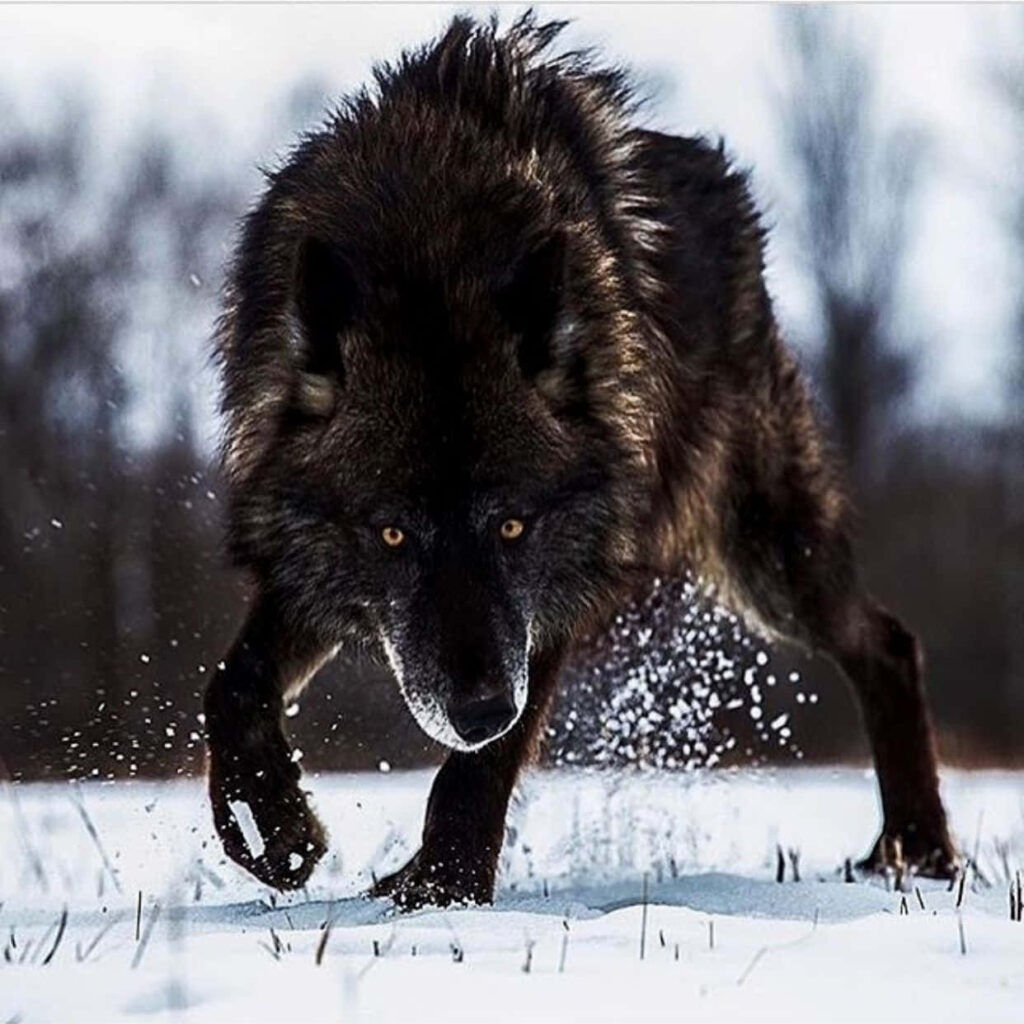 Fierce Wolf Charging through Snowy Landscape - Unstoppable Force Wallpaper