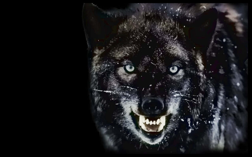 Fierce Wolf Wallpaper: Intense Nature Background Art
