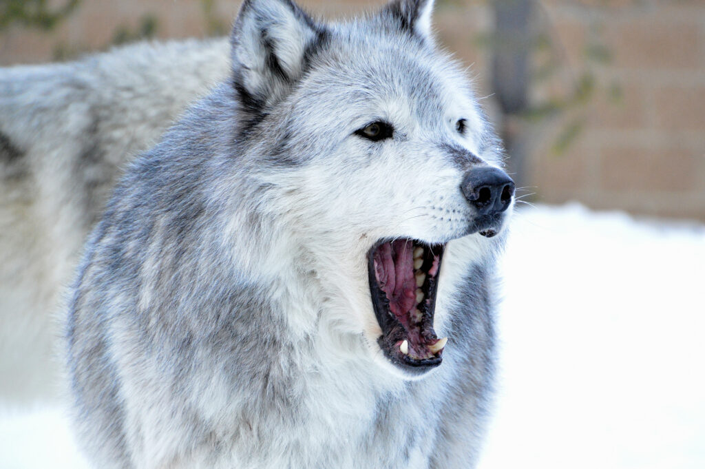Majestic Wolf Wallpaper: Fierce Predator in Snowy Landscape